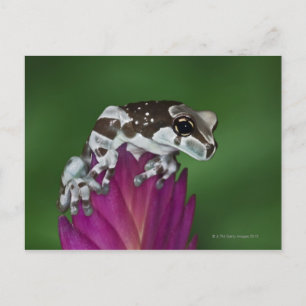 Milchfrosch, Trachycephalus resinifictrix Postkarte
