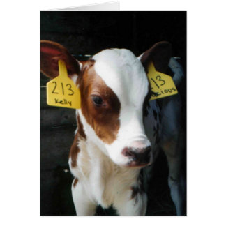 Milchkalb Baby Kühe Farm Kelly Foto