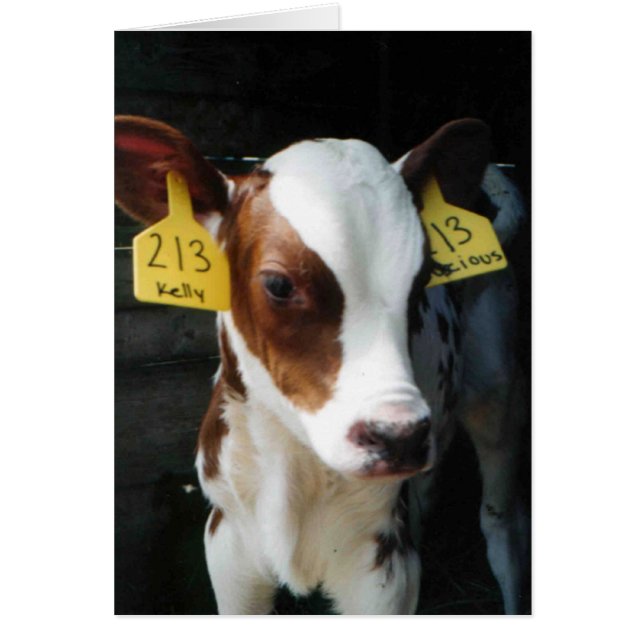 Milchkalb Baby Kühe Farm Kelly Foto (Vorne)