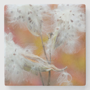 Milchkrautsamen im Herbst, Kanada Steinuntersetzer