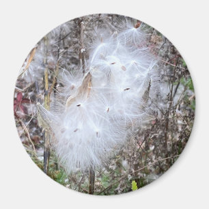 Milchkrautsamen und Seidenamt Magnet