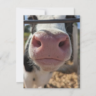 Milchkuh auf einer Farm in Pennsylvania Mitteilungskarte