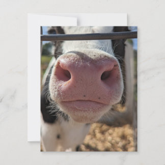 Milchkühe auf einem Bauernhof in Pennsylvania Mitteilungskarte