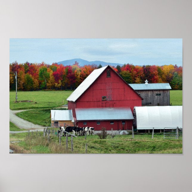Milchkühe aus Vermont im Stall Poster (Vorne)