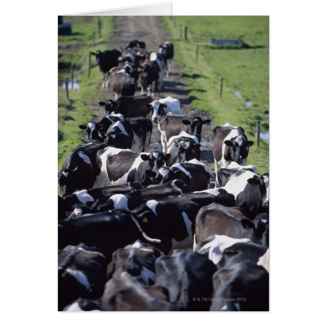 Milchkühe (Fresian Dairy Cows, Warming Milking, Gr (Vorne)