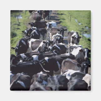 Milchkühe (Fresian Dairy Cows, Warming Milking, Gr Magnet