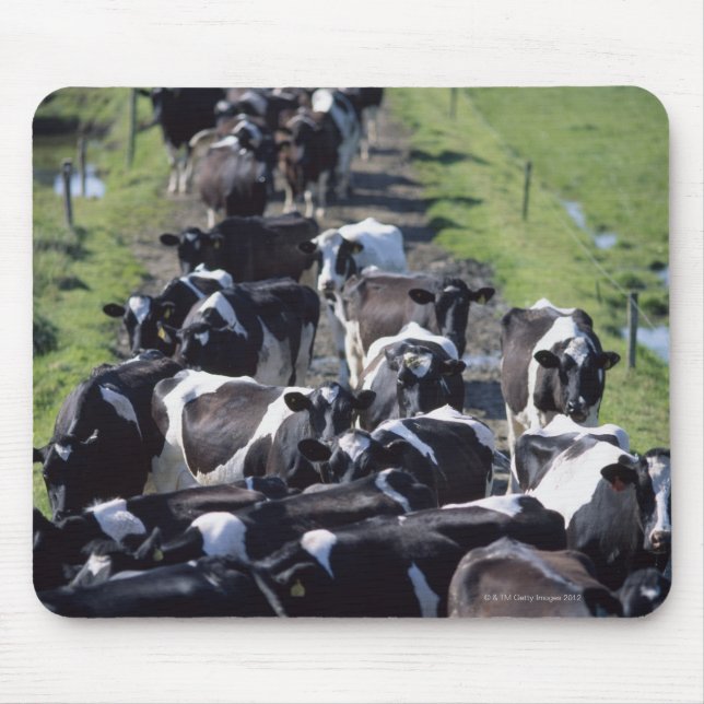 Milchkühe (Fresian Dairy Cows, Warming Milking, Gr Mousepad (Vorne)