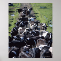 Milchkühe (Fresian Dairy Cows, Warming Milking, Gr