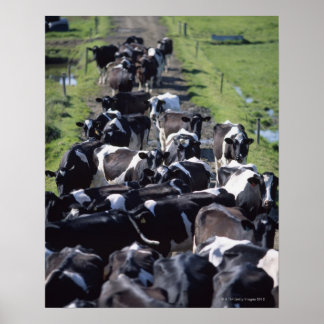 Milchkühe (Fresian Dairy Cows, Warming Milking, Gr Poster