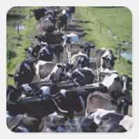 Milchkühe (Fresian Dairy Cows, Warming Milking, Gr