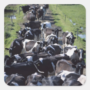 Milchkühe (Fresian Dairy Cows, Warming Milking, Gr Quadratischer Aufkleber