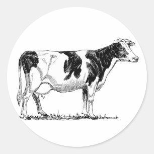 Milchkühe Holstein Fresian Pencil Zeichnend Runder Aufkleber