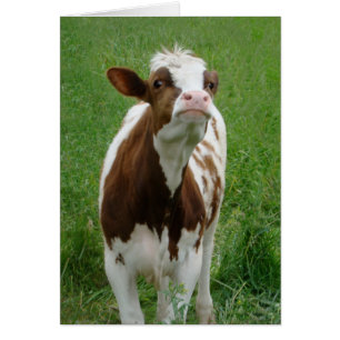 Milchkühe im Betrieb
