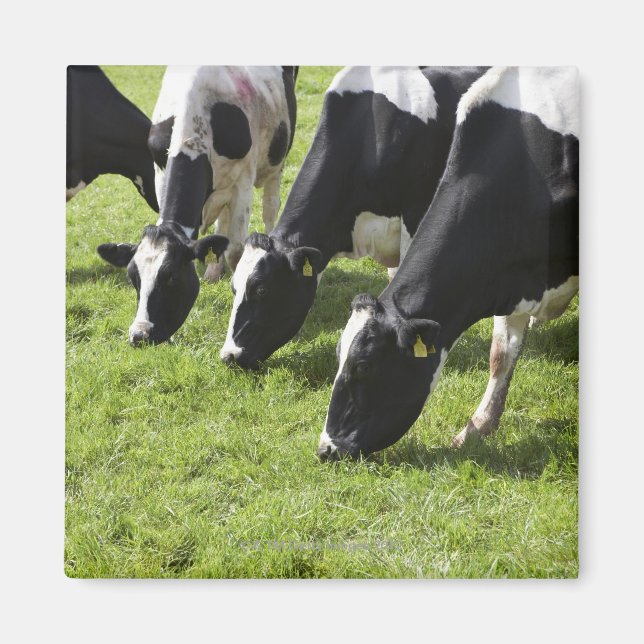 Milchkühe weiden auf Weide Magnet (Vorne)