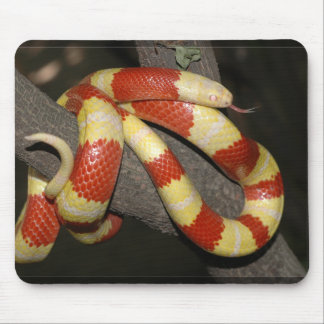 Milchschlange Mousepad