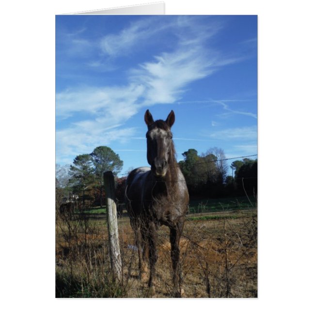Milchschokolade Braunes Pferd in Blau (Vorne)