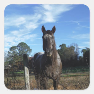 Milchschokolade Braunes Pferd in Blau Quadratischer Aufkleber