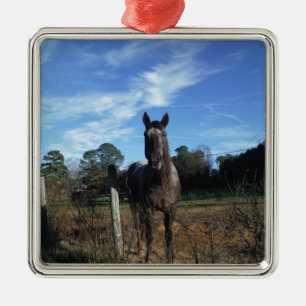 Milchschokolade Braunes Pferd in Blau Silbernes Ornament