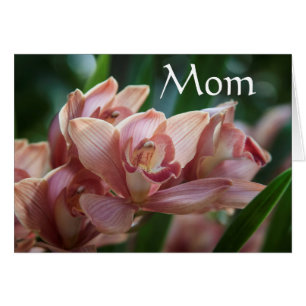 Milchtee Orchid, Mama