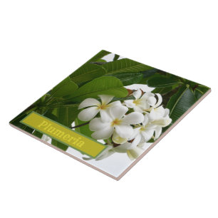 MILCHWEISSE PLUMERIA-BLUMENTE MIT GRÜNEN SCHICHTEN FLIESE