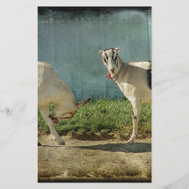 Milchziegen (Vorderseite)