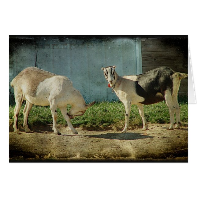 Milchziegen (Vorderseite (Horizontal))