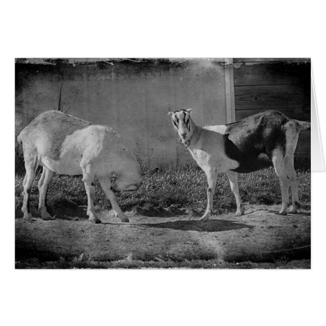 Milchziegen in schwarz-weiß (Vorderseite (Horizontal))