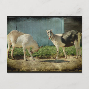 Milchziegen Postkarte