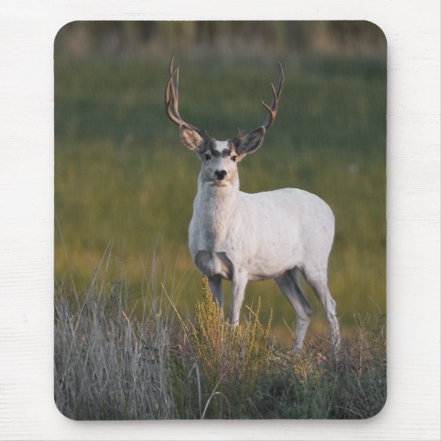 Mildere weiße Rotwild 2 Mousepad (Vorne)
