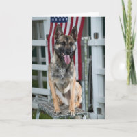 Militärhund