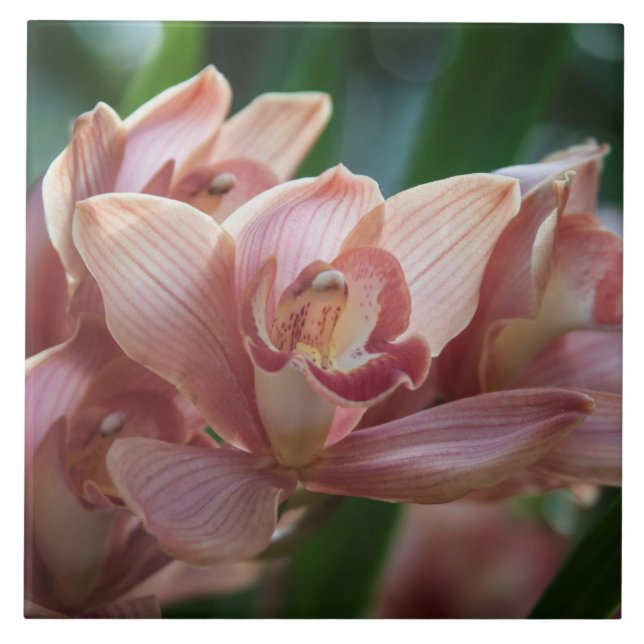 Milk Tee Orchid Fliese (Vorderseite)