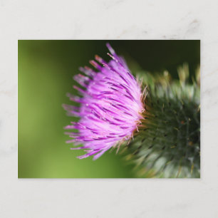 Milk Thistle Lila Wildblume Postkarte