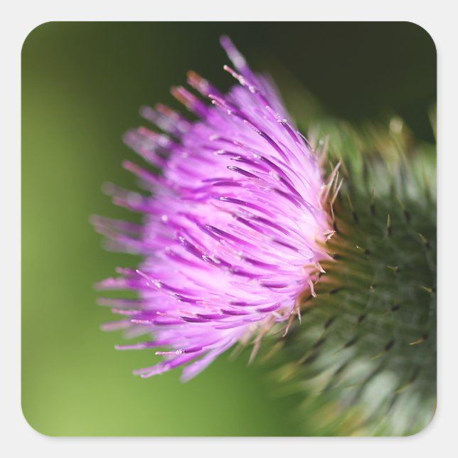 Milk Thistle Lila Wildblume Quadratischer Aufkleber (Vorderseite)