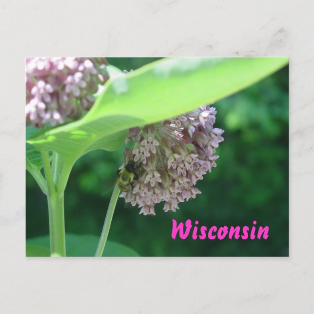 Milkweed Blooms Postkarte (Vorderseite)