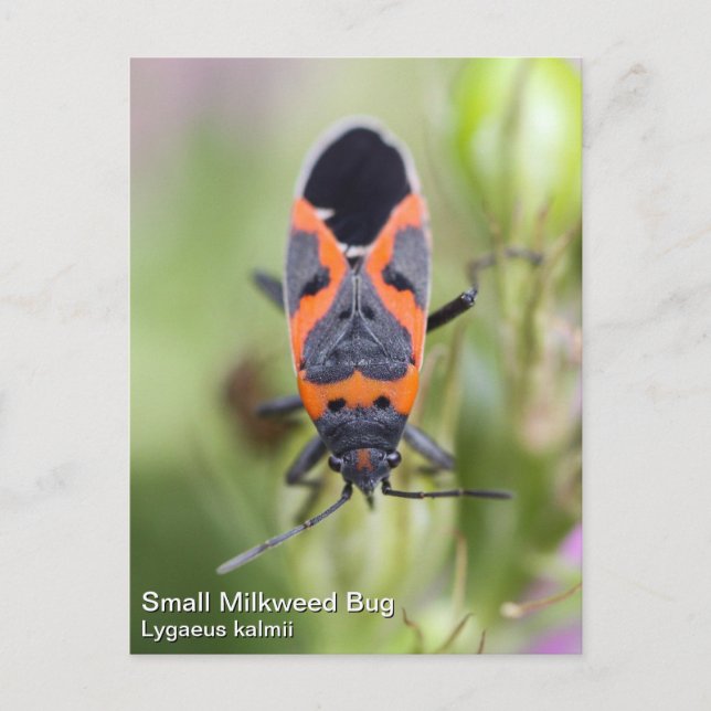 Milkweed Bug Postkarte (Vorderseite)