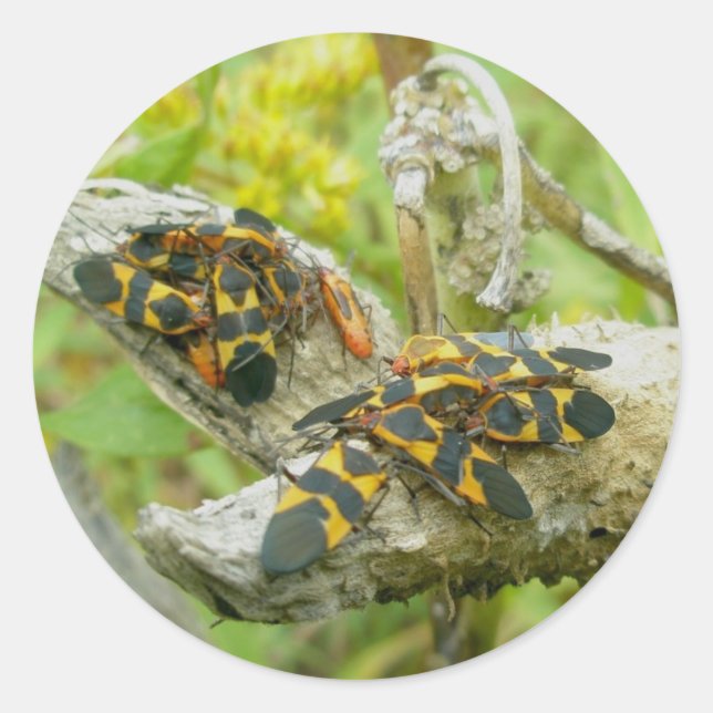 Milkweed Bugs Familie #1 Stickers (Vorderseite)