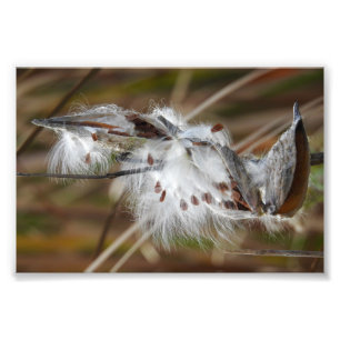 Milkweed gegangen, um zu säen fotodruck