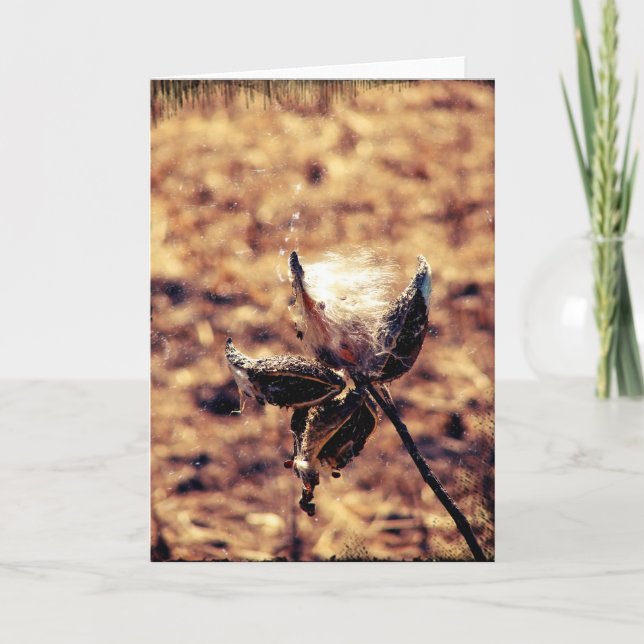 Milkweed Grunge Karte (Vorderseite)