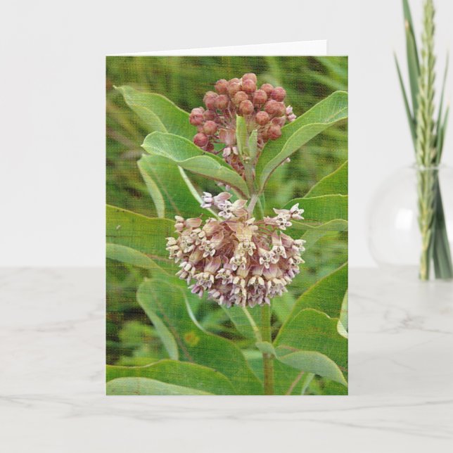 Milkweed ist hübsch karte (Vorderseite)