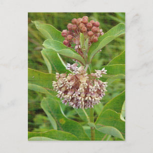 Milkweed ist Hübsch Postkarte