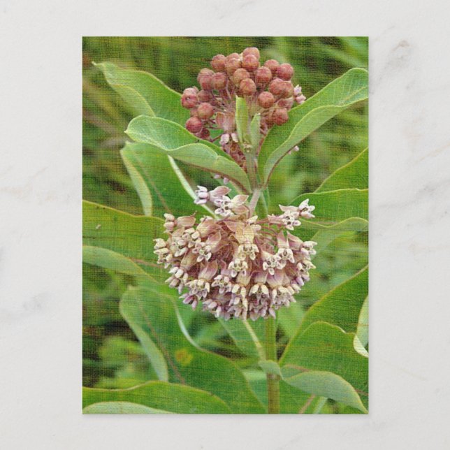 Milkweed ist Hübsch Postkarte (Vorderseite)