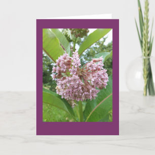 Milkweed-leere Anmerkungs-Karte Karte