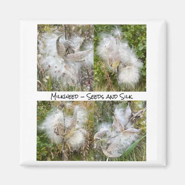Milkweed | Natürlich Magnet (Vorne)