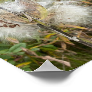 Milkweed   Natürlich Poster