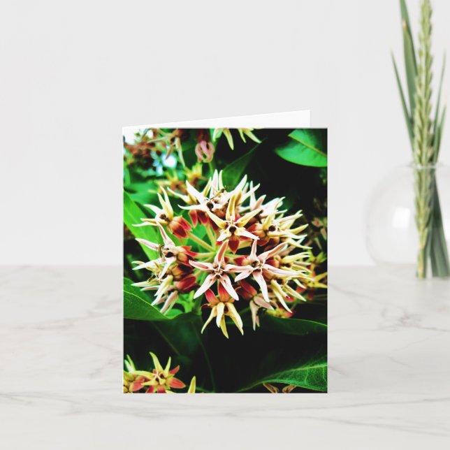 Milkweed Notecard Karte (Vorderseite)