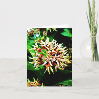Milkweed Notecard Karte