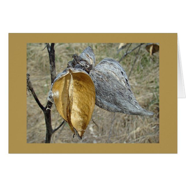 Milkweed Pods (Vorderseite (Horizontal))