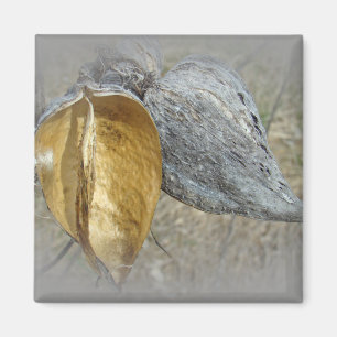 Milkweed Pods Magnet
