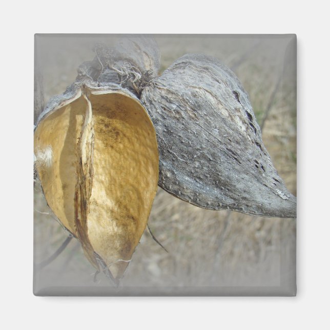 Milkweed Pods Magnet (Vorne)