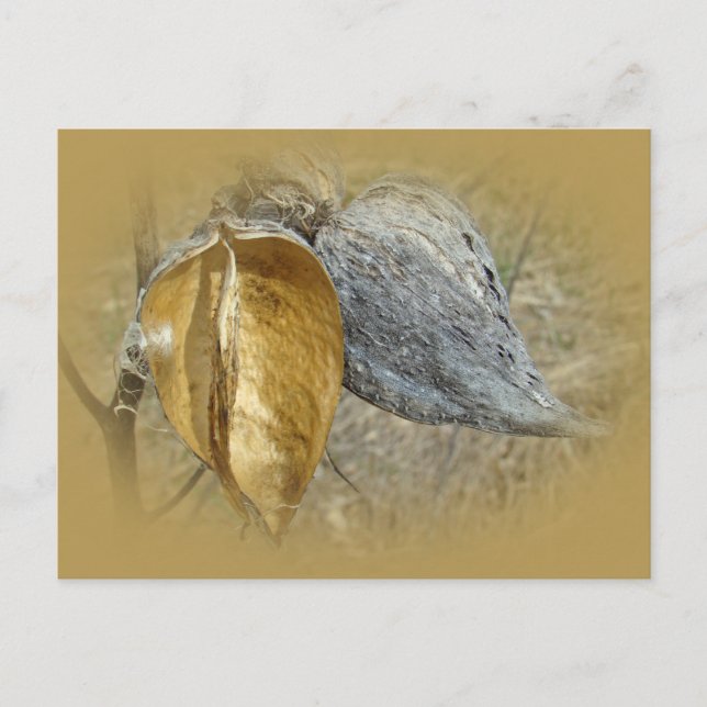 Milkweed Pods Postkarte (Vorderseite)